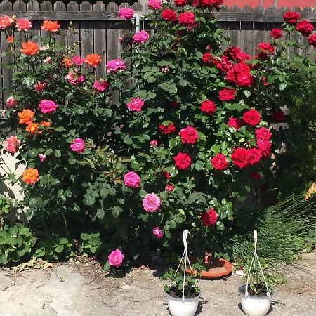 Casa vacanze Casa Cu Roze