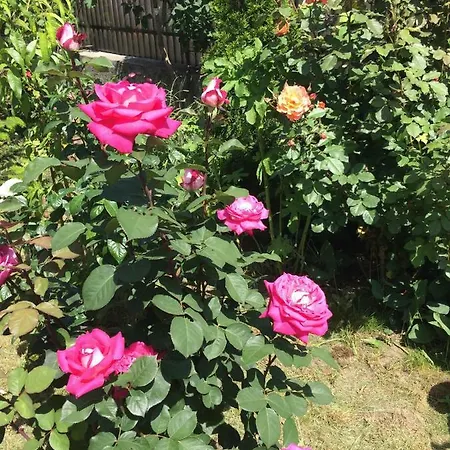 Casa vacanze Casa Cu Roze Constanţa