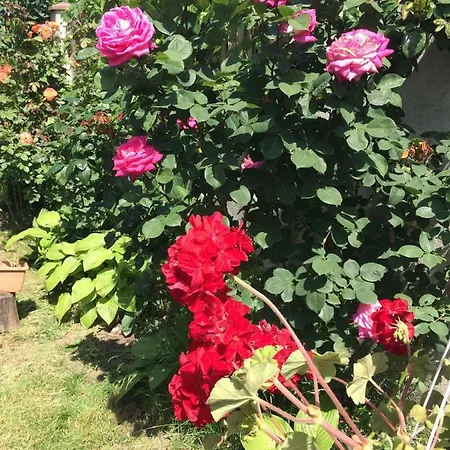 Casa Cu Roze Casa vacanze Constanţa